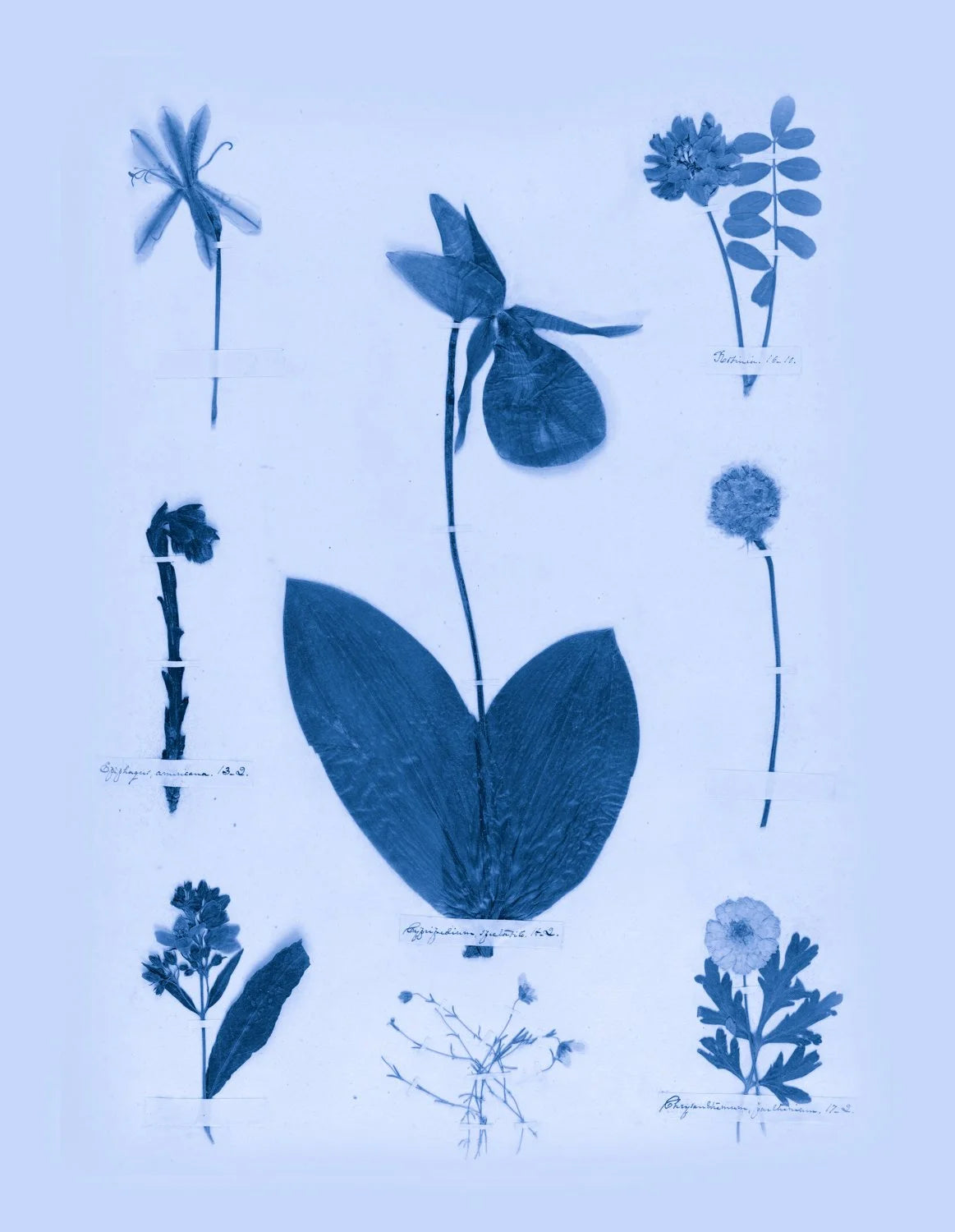Emily Dickinson's Herbarium No. 32B