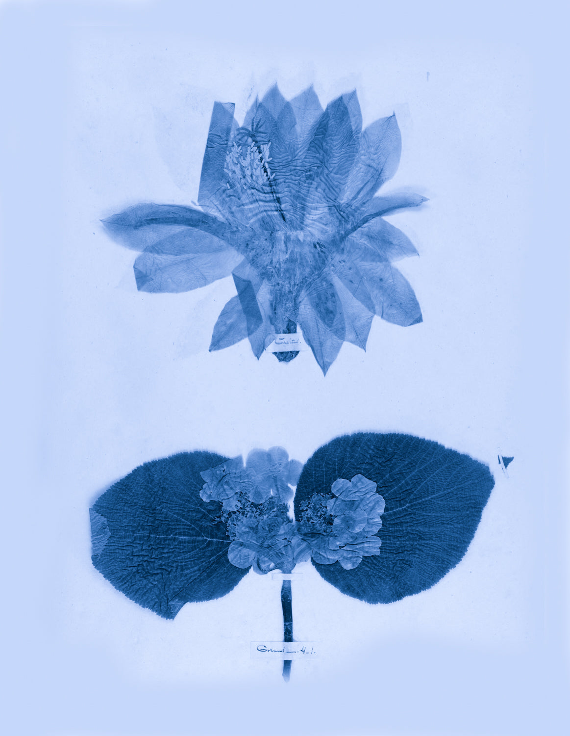 Emily Dickinson's Herbarium No. 6B