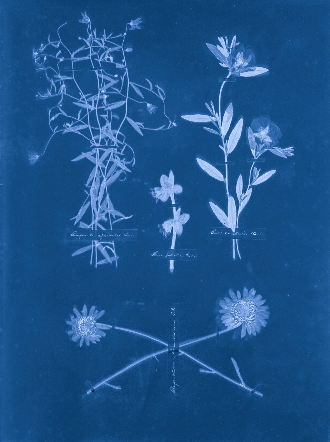 Emily Dickinson's Herbarium No. 7