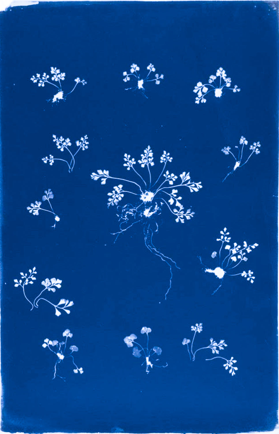 Emily Dickinson's Herbarium Fern XIII