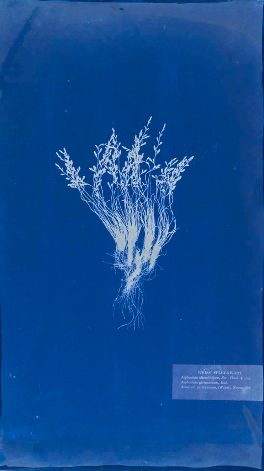 Emily Dickinson's Herbarium Fern XLII