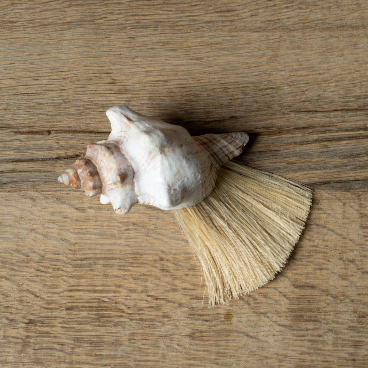 Conch Shell Tampico Brush