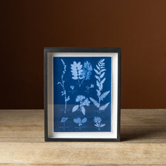 Emily Dickinson's Herbarium No. 25