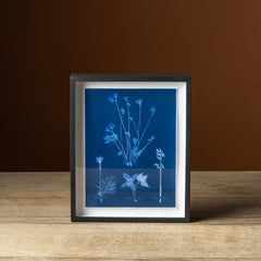 Emily Dickinson's Herbarium No. 14