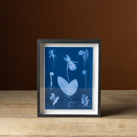 Emily Dickinson's Herbarium No. 32