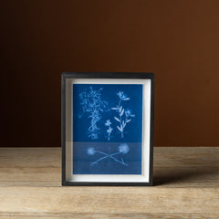 Emily Dickinson's Herbarium No. 7