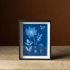 Emily Dickinson's Herbarium No. 8