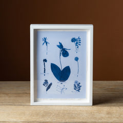 Emily Dickinson's Herbarium No. 32B