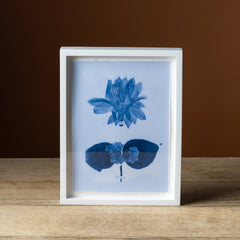 Emily Dickinson's Herbarium No. 6B