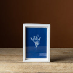 Emily Dickinson's Herbarium Fern XLII