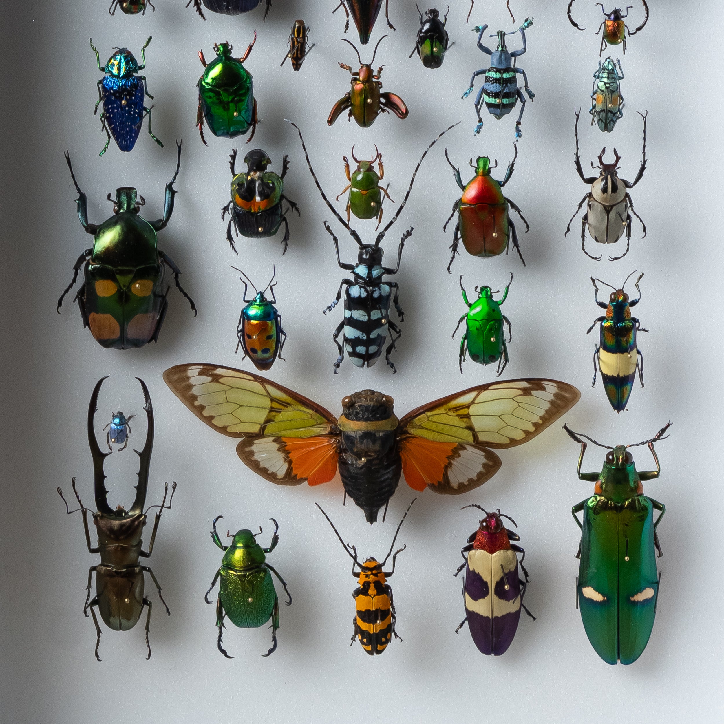 Marching Band Framed Composition