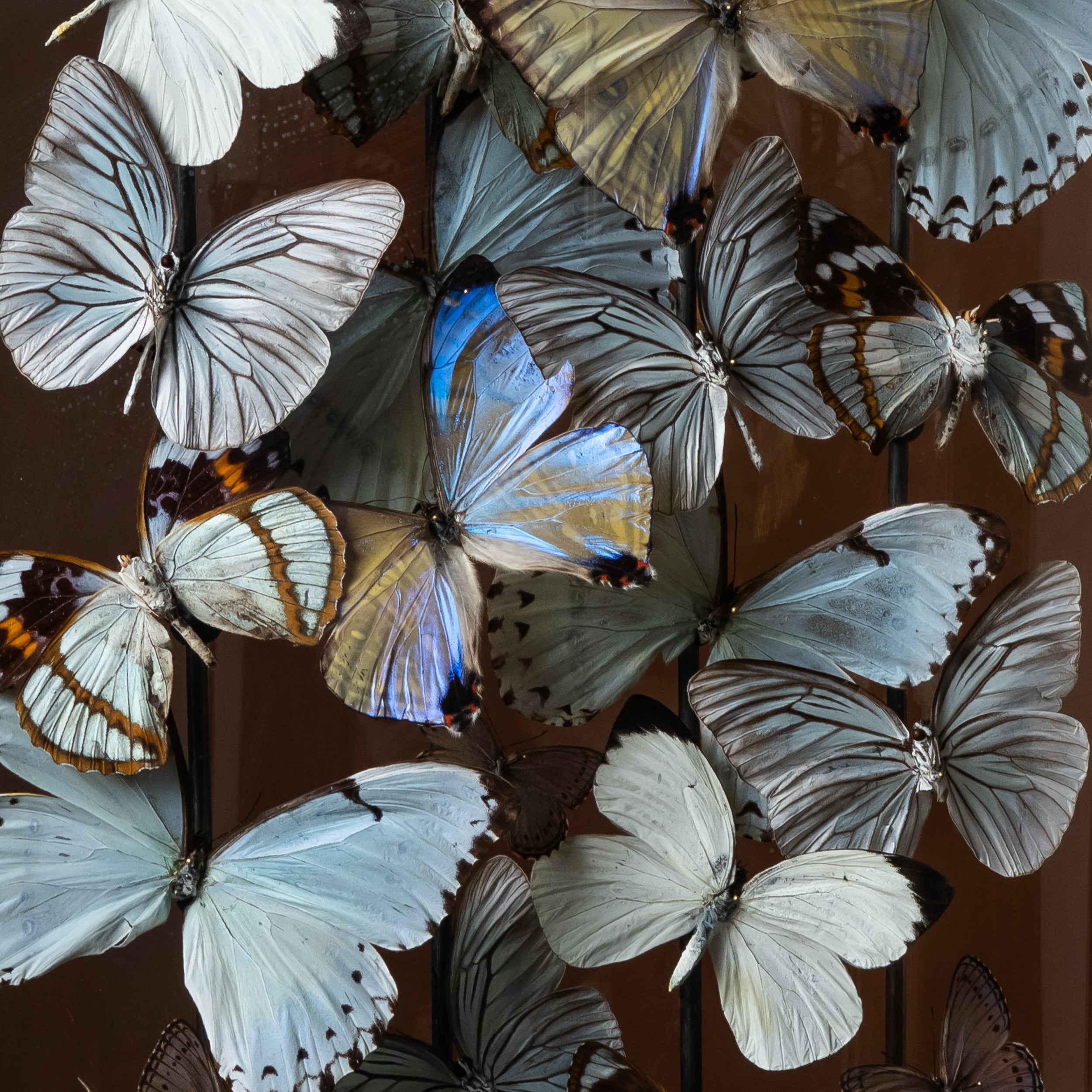 Mother of Pearl Globe