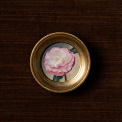 Camellia Japonica by Jill Hooper