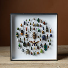 Cosmos Framed Composition