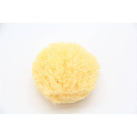 Grass Sea Sponge: Small 3” to 5”